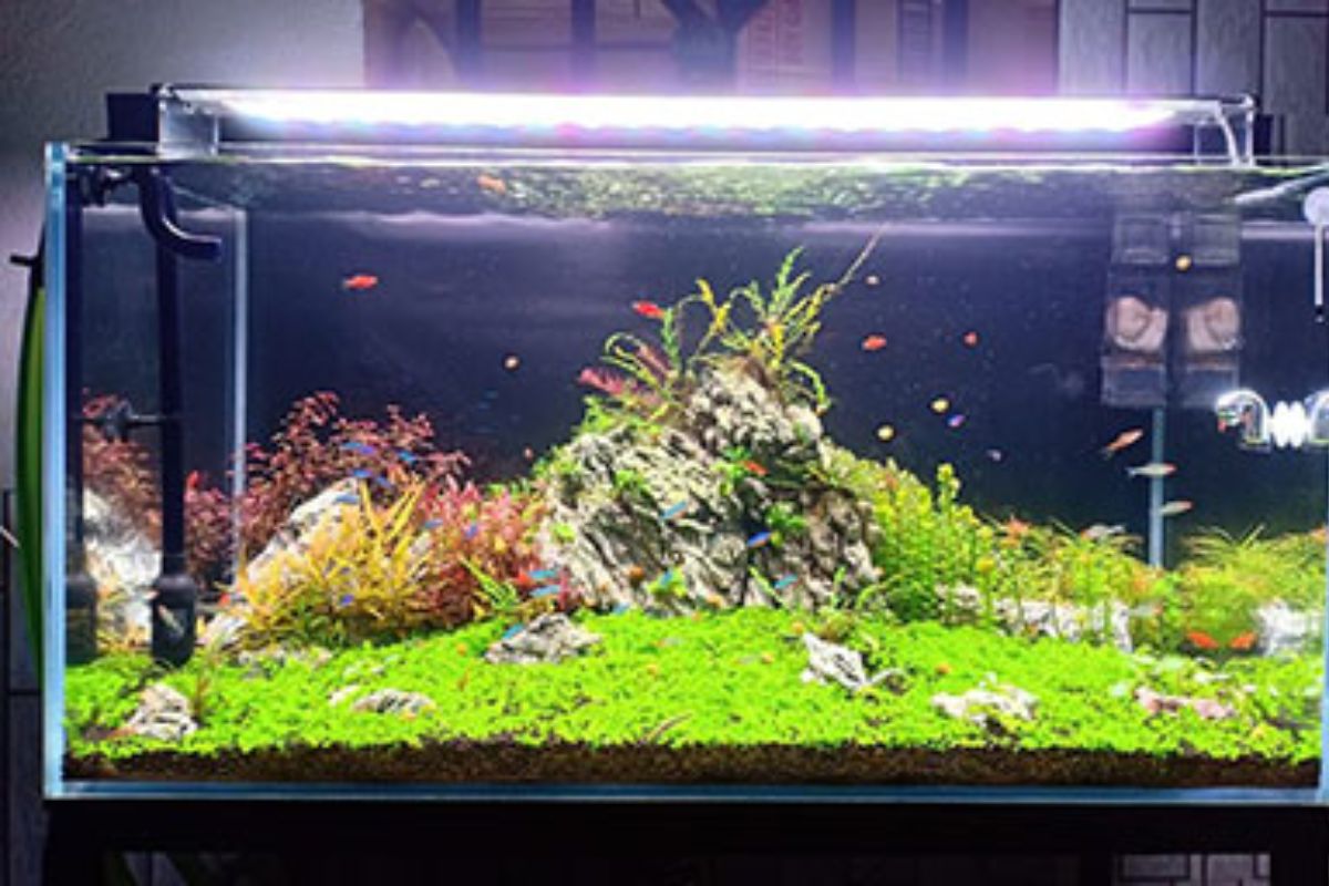 Kinh nghiệm chọn đèn bể cá cảnh chuẩn cho từng loại bể cá phù hợp